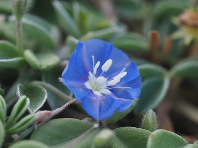 Evolvulus alsinoides, photographed by 葉子