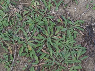 Ixeris japonica, photographed by 葉子