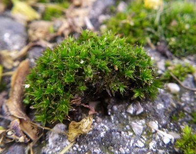 Orthotrichum diaphanum, photographed by carnifex
