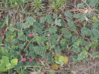 Tephrosia obovata, photographed by 葉子
