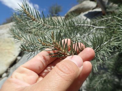 Pinus monophylla, photographed by Scott Yarger