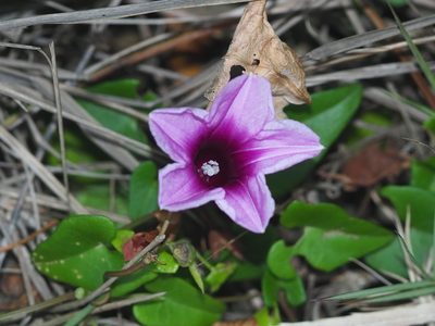 Ipomoea littoralis, photographed by 葉子