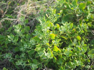 Chenopodium acuminatum, photographed by 葉子