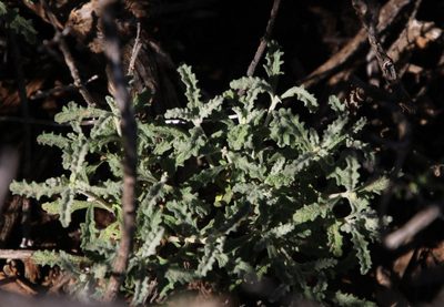 Stachys cuneata, photographed by Tony Rebelo