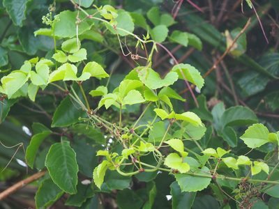 Causonis maritima, photographed by 葉子
