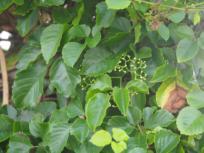 Causonis maritima, photographed by 葉子