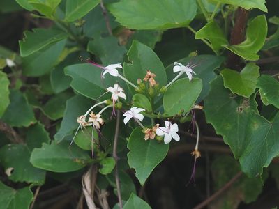Volkameria inermis, photographed by 葉子