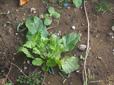 Nicotiana plumbaginifolia, photographed by 葉子