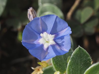 Evolvulus alsinoides, photographed by 葉子