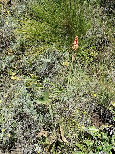 Kniphofia stricta, photographed by Peter Warren