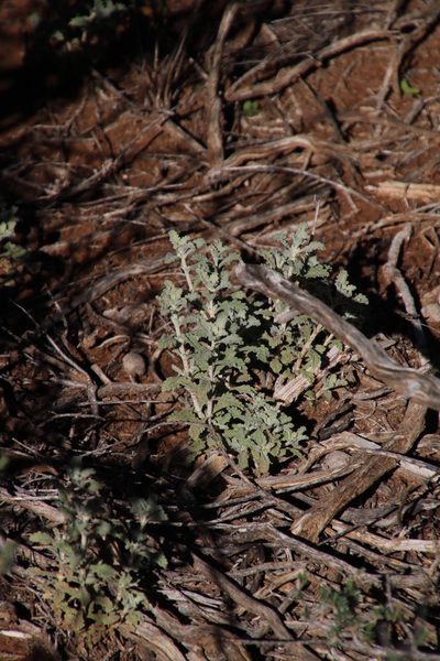 Stachys cuneata, photographed by Tony Rebelo