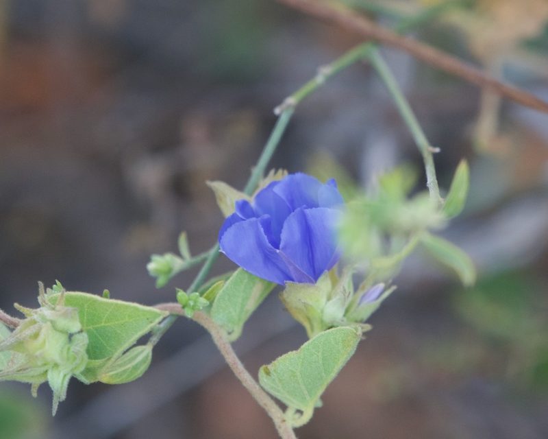 Jacquemontia eastwoodiana, photographed by Bill Levine