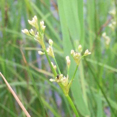 Juncus subnodulosus, photographed by Andre Hosper