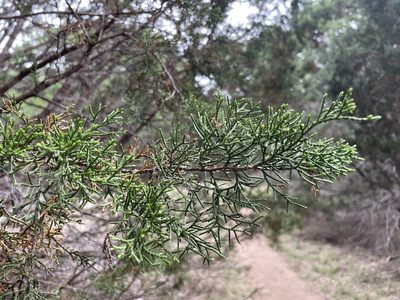 Juniperus ashei, photographed by lejones417