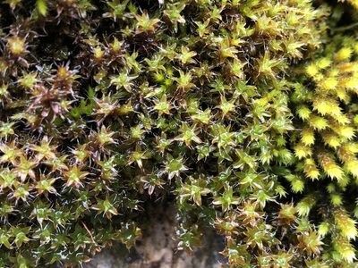 Syntrichia ruralis, photographed by Jason Grant