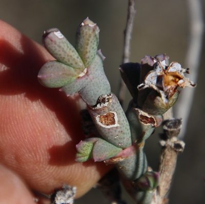 Ruschia grisea, photographed by Tony Rebelo