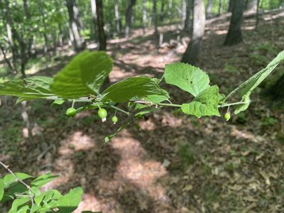 Celtis tenuifolia, photographed by Bill Sheehan