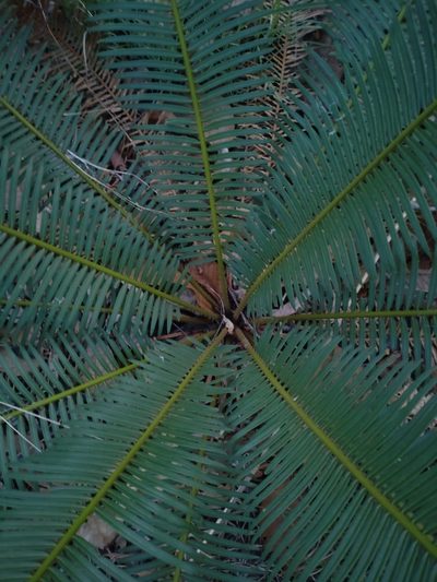 Cycas siamensis, photographed by Utain Pummarin