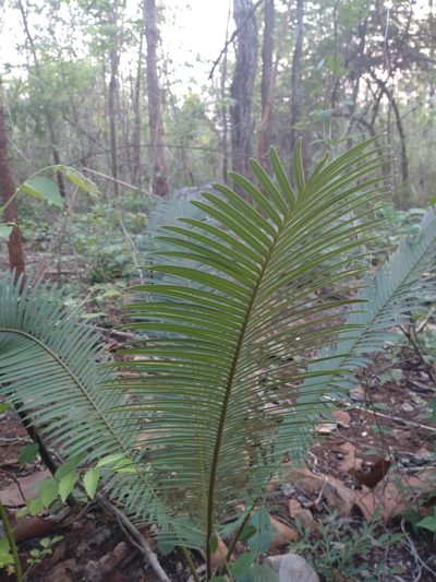 Cycas siamensis, photographed by Utain Pummarin