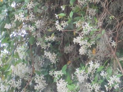 Trachelospermum jasminoides, photographed by Nonbinary-Naturalist