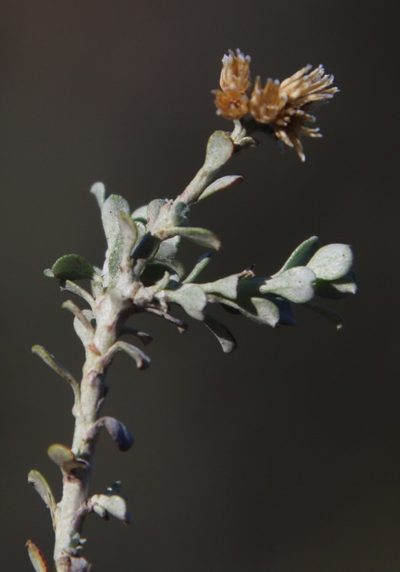 Helichrysum pentzioides, photographed by Tony Rebelo