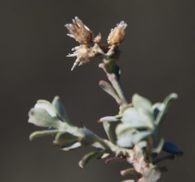 Helichrysum pentzioides, photographed by Tony Rebelo