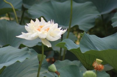 Nelumbo nucifera