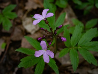 Cardamine quinquefolia, photographed by Sergey Khm