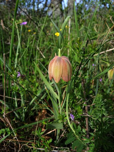 Fritillaria pontica, photographed by katunchik