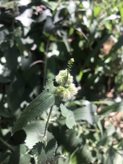Tragia dioica, photographed by rosshawkins
