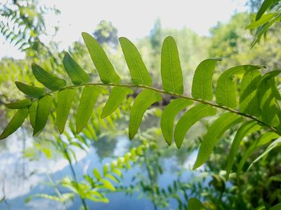 Osmunda regalis, photographed by Petr Knotek