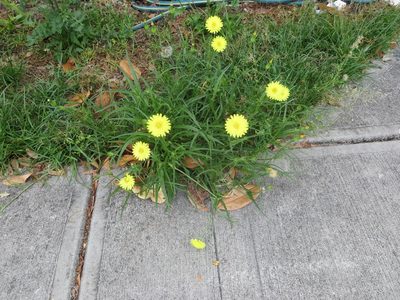 Pyrrhopappus carolinianus, photographed by Nonbinary-Naturalist