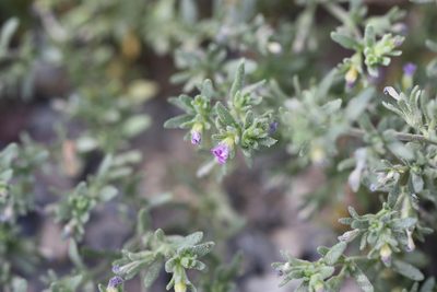 Calibrachoa parviflora, photographed by Andrew Meeds