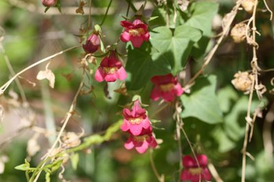 Maurandella antirrhiniflora, photographed by Andrew Meeds