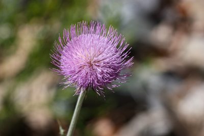 Cirsium neomexicanum, photographed by Andrew Meeds