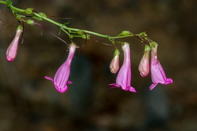 Penstemon pseudospectabilis, photographed by Andrew Meeds