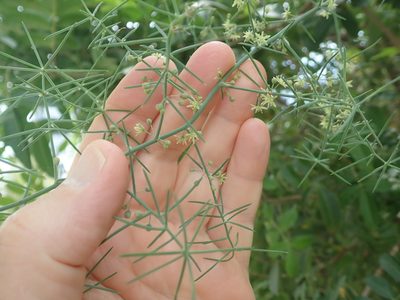 Asparagus horridus, photographed by Henrik Kibak