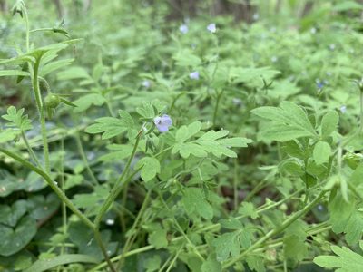 Phacelia covillei, photographed by Elizabeth Axley