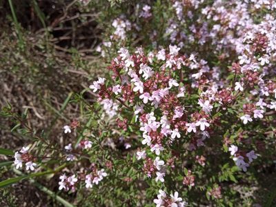 Thymus vulgaris, photographed by Josep Gesti