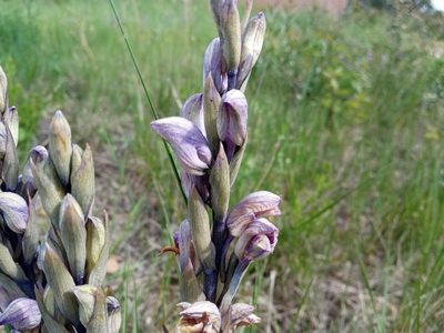 Limodorum abortivum, photographed by Josep Gesti