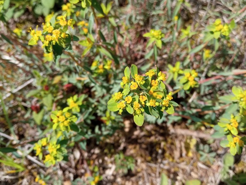 Euphorbia flavicoma, photographed by Josep Gesti