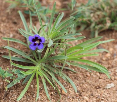 Aptosimum lineare, photographed by Noeleen du Toit