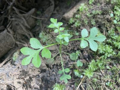 Nemophila parviflora, photographed by Caleb Catto