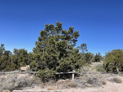 Pinus edulis, photographed by CK2AZ