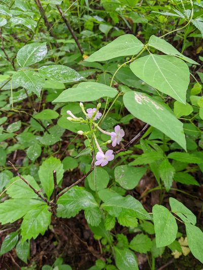 Phlox amplifolia, photographed by Nathan Aaron
