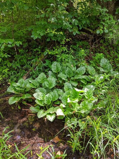 Plantago cordata, photographed by Nathan Aaron