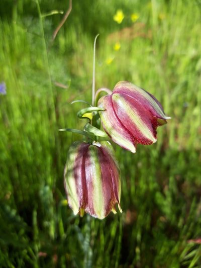 Fritillaria lusitanica, photographed by Rafael Medina
