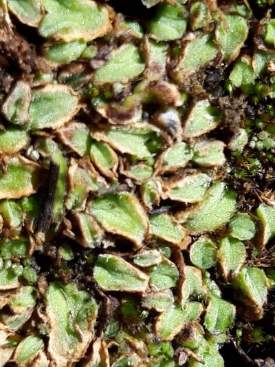 Riccia ciliifera, photographed by Rafael Medina