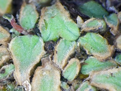 Riccia ciliifera, photographed by Rafael Medina