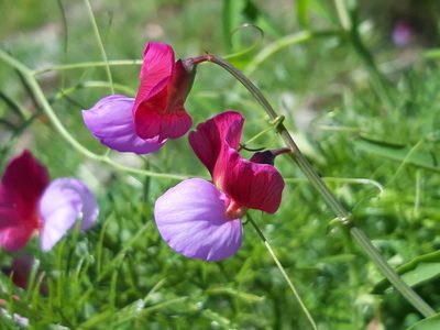 Lathyrus clymenum, photographed by Rafael Medina